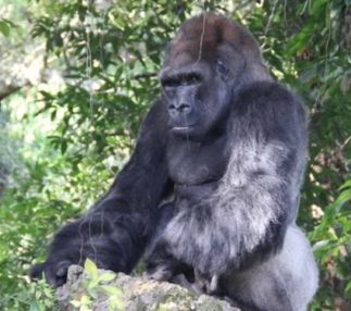 monkey jungle virginia primate zoo