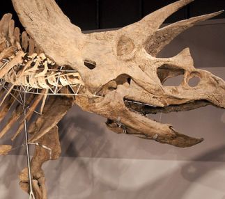 boston museum of science