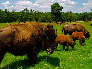 Woolaroc wildlife preserve