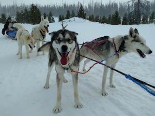 Dog sled rides