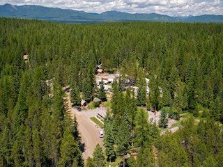 Whitefish koa