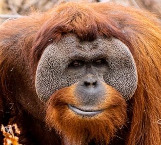 a male Orangutang