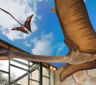 witte museum san antonio