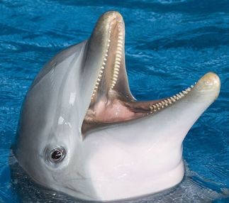 National aquarium of Baltimore with aquatic fun in Maryland with shark exhibits dolphin encounters and more!