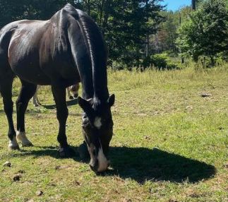 touchstone farm horse