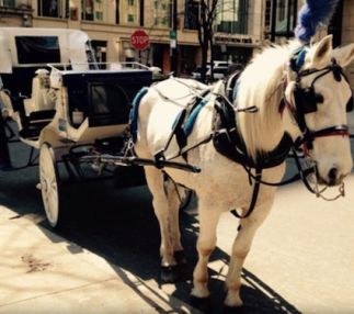 antique coach and carriage rides horse rides chicago