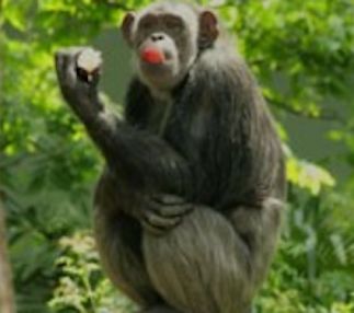 dallas zoo animals kids fun