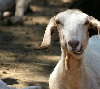 the farm at lee martinez park goat