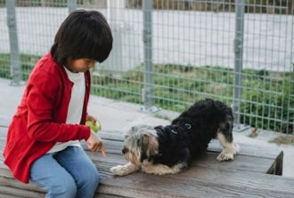 Boy training dog
