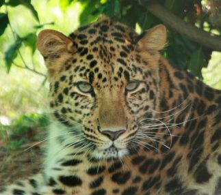 great cats world park leopard