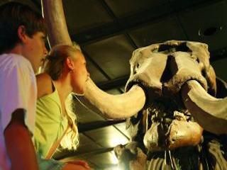 Houston museum natural science
