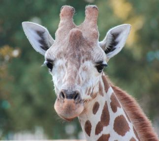 chattanooga zoo tennessee