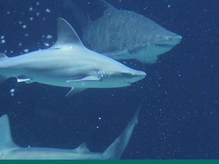 Alburquerque aquarium