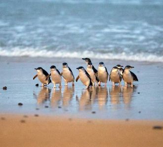 phillip island penguins 5 Amazing Wildlife Experiences For Kids In Australia! family days out