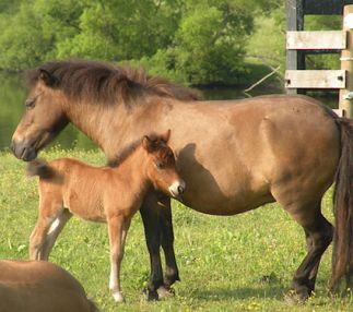 Land of little horses in Gettsyburg, Pennsylvania is all about those adorable animals with kids!