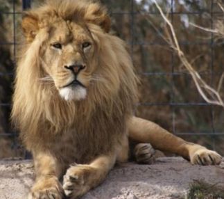  idaho falls zoo