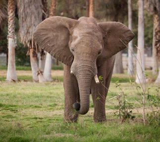 Fresno chaffee zoo