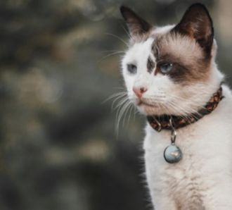 cat sat down