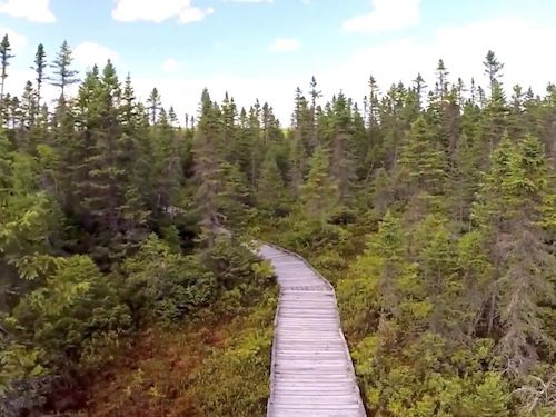 orono bog boardwalk in Maine is nature filled boardwalk through Bangor City Forest