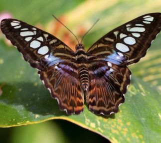 butterfly pavilion nature center colorado animal fun for kids USA
