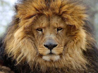 Safari zoological park