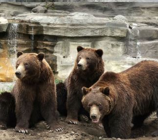 Detroit zoo