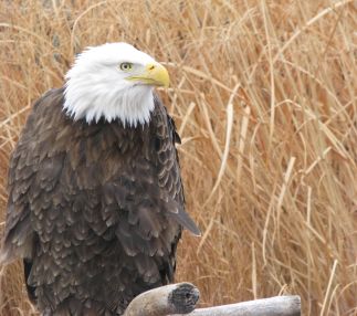 Columbian park zoo