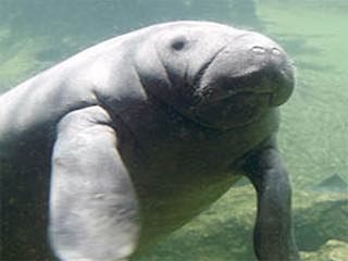 Manatee viewing center