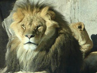 Lake superior zoo