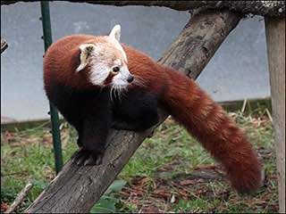 Sequoia park zoo