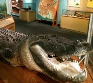 bayou terrebonne waterlife museum louisiana