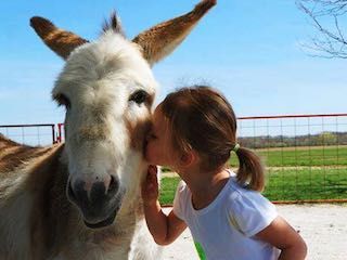 Green meadows petting farm