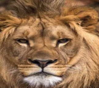 A Lion