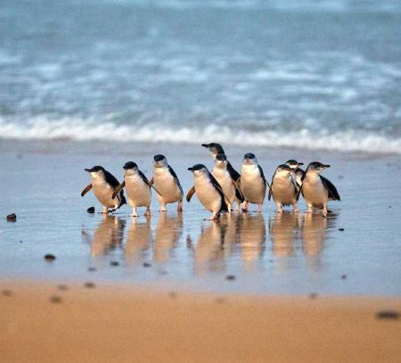 phillip island penguins 5 Amazing Wildlife Experiences For Kids In Australia! family days out