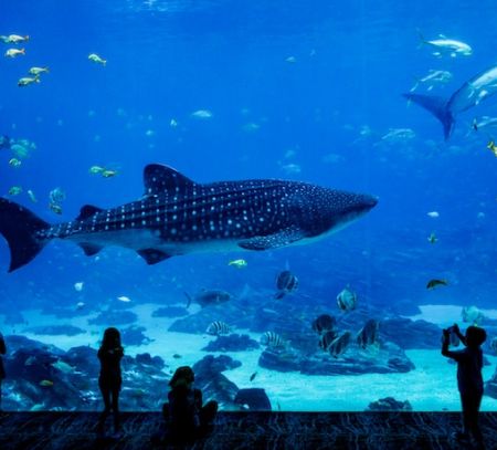 Kids are are in awe at a whale shark at an aquarium