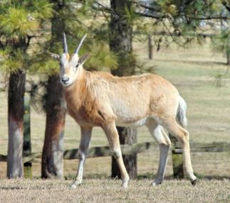 aloha safari park