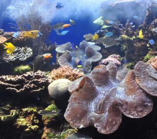 Waikiki aquarium