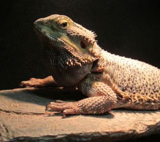 zoo in forest park is a great new england day out for kids at this zoo in massachusetts