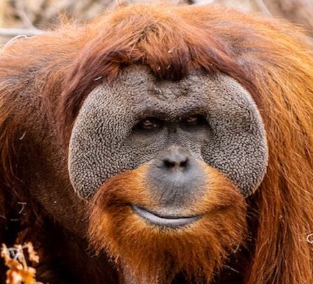 a male Orangutang