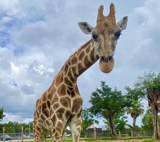 gone wild safari giraffe