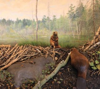 bell museum natural history minnesota