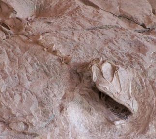 dinosaur national monument colorado dinosaur fossil