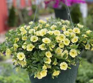 Beautiful Hanging Basket