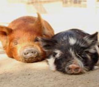 zoomars petting zoo california animal fun barnyard panning for gold birthday parties