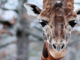 Little rock zoo