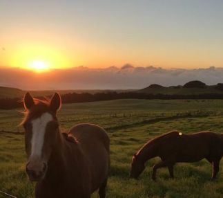 kahau ranch hawaii ATV tours horseback rides BBQ