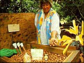 Purdys macadamia farm