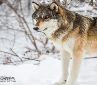  international wolf center