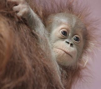 el paso zoo baby monkey