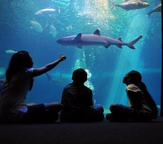 maui ocean center hawaii